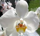 Phalaenopsis Orchid